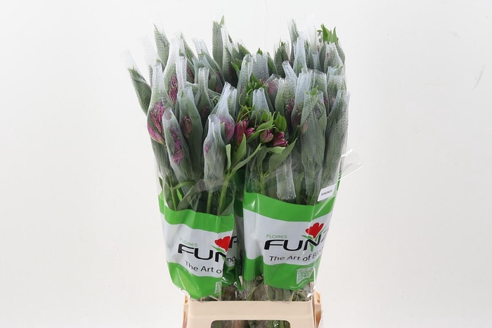 <h4>Alstr Mikonis</h4>