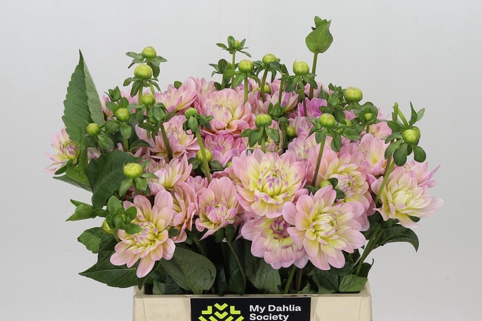 <h4>Dahlia Dianas Memory</h4>
