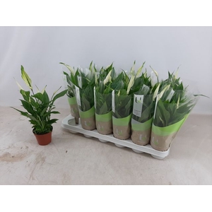 Spathiphyllum Chopin 9Ø 30cm 5fl
