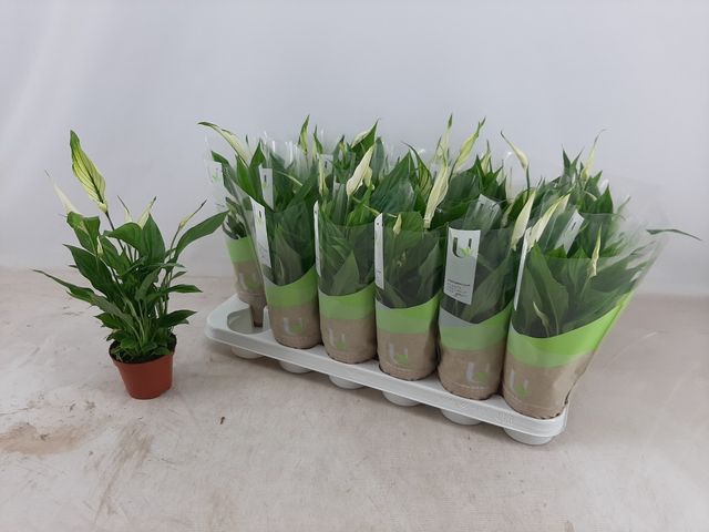 Spathiphyllum Chopin 9Ø 30cm 5fl