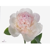 Paeonia Duchesse Blush