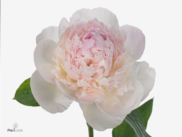 Paeonia Duchesse Blush