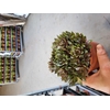 SEMPERVIVUM-HYBRID  P12 M. ETIKET