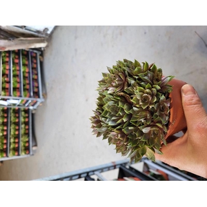 SEMPERVIVUM-HYBRID P12 Z. ETIKET