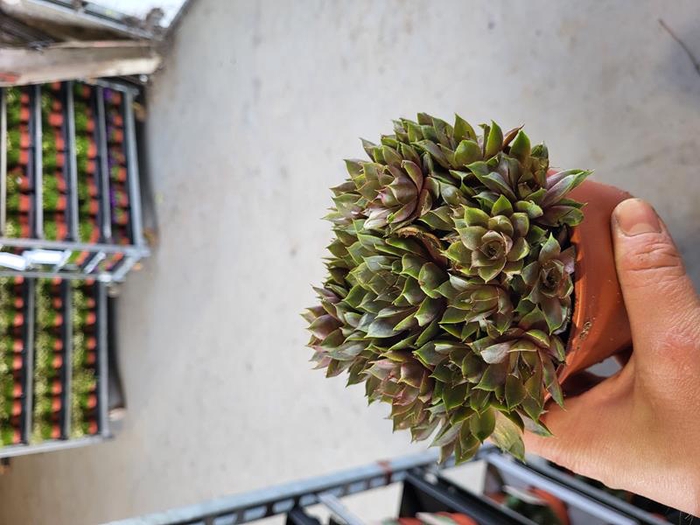 <h4>SEMPERVIVUM-HYBRID P12 Z. ETIKET</h4>