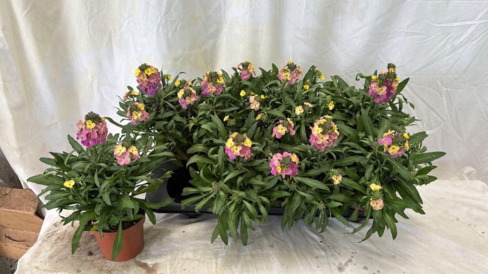 <h4>ERYS LINIFOLIUM</h4>