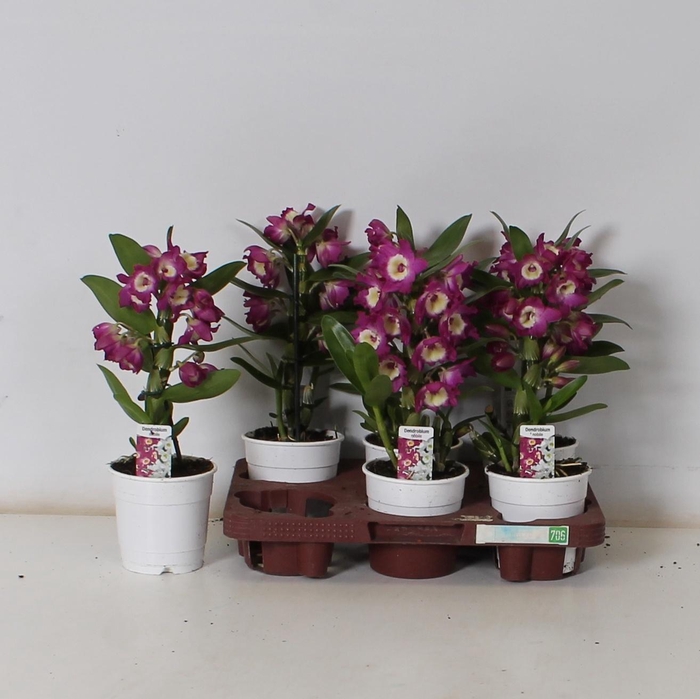 <h4>DEND NOBILE</h4>