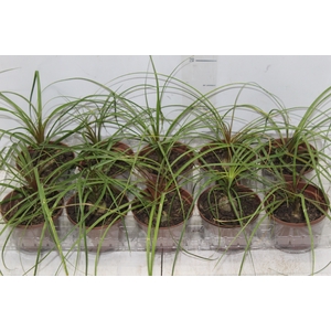 BEAUCARNEA RECURVATA P11