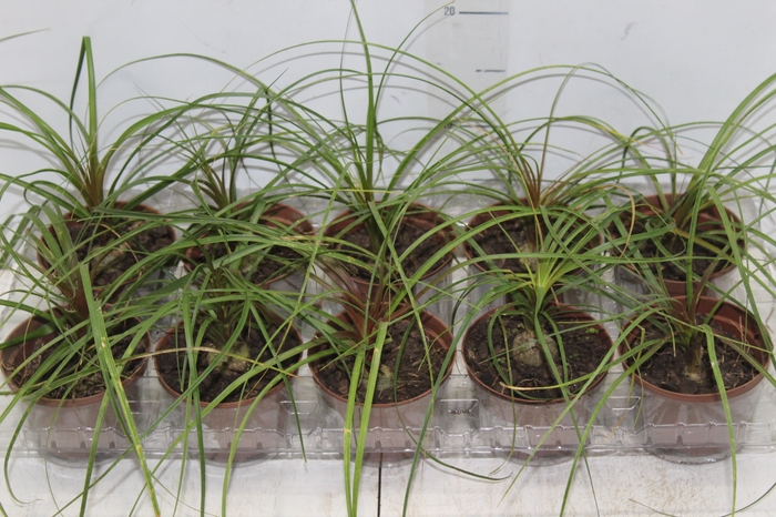 <h4>BEAUCARNEA RECURVATA P11</h4>