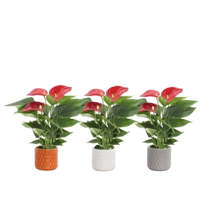 Anthurium 7 cm Micra in Katie ceramics