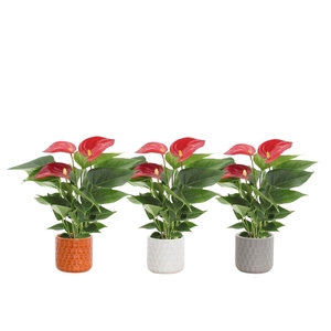 Anthurium 7 cm Micra in Katie ceramics