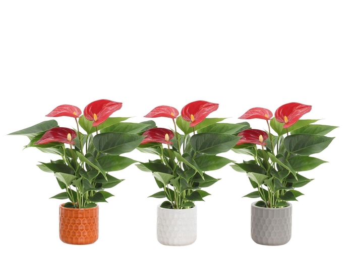 <h4>Anthurium 7 cm Micra in Katie ceramics</h4>