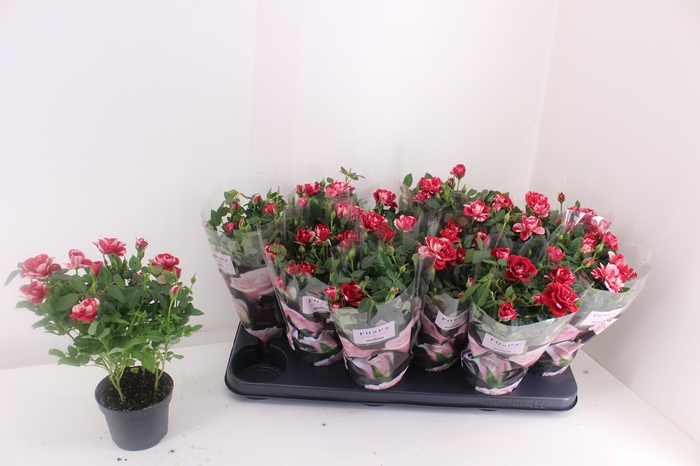 <h4>RO GIGI PARTY</h4>