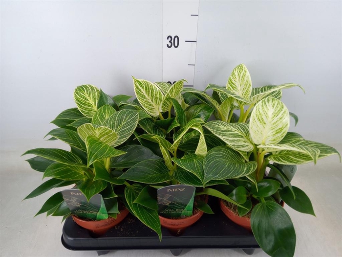 <h4>Philodendron ...</h4>