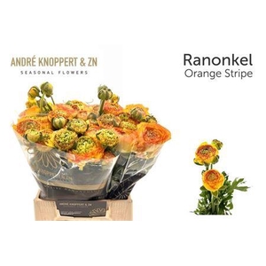 Ran Aazur Orange Str