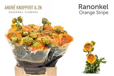 <h4>Ran Aazur Orange Str</h4>