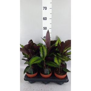 Calathea  'Beautystar'