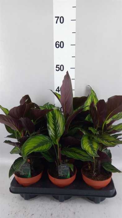<h4>Calathea  'Beautystar'</h4>