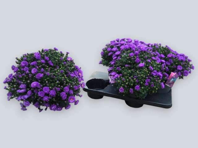 <h4>ASTER D AL D PURP LA</h4>