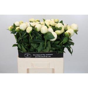 Paeonia Lact. Bridal  Shower