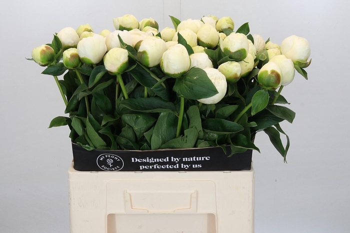 <h4>Paeonia Lact. Bridal  Shower</h4>