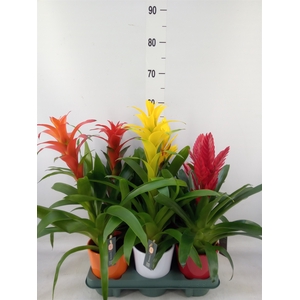 Bromelia   ...mix