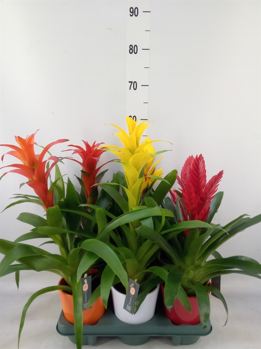 <h4>Bromelia   ...mix</h4>