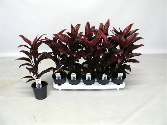 <h4>CORD FR MAMBO</h4>