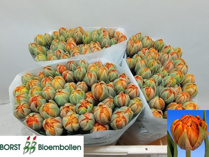 <h4>TU DU ORANGE PRINCES</h4>