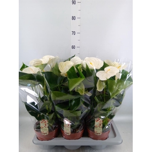 Anthurium andr. 'Alpine'