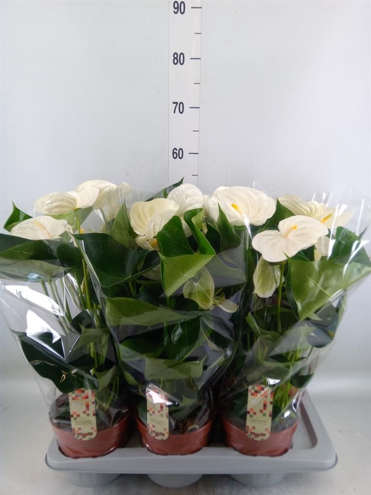 <h4>Anthurium andr. 'Alpine'</h4>