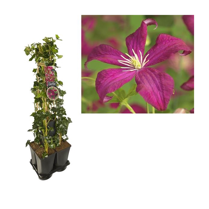 <h4>1 m. privacy mix Hedera + Clematis vit. 'Madame Julia Correvon' +label</h4>