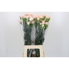 Dianthus St Novia