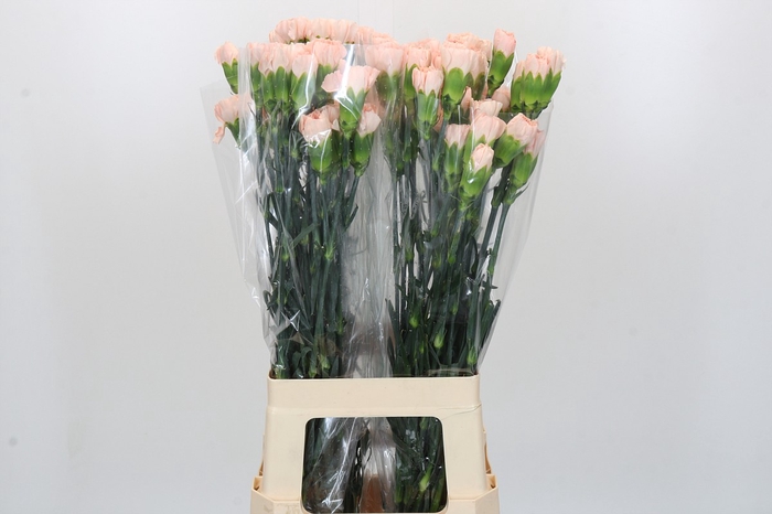 Dianthus St Novia