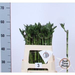 DRAC LUCKY BAMBOO