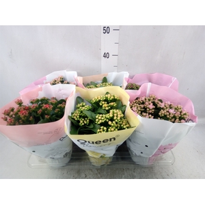 Kalanchoe blos.   ..rosebud mix GR