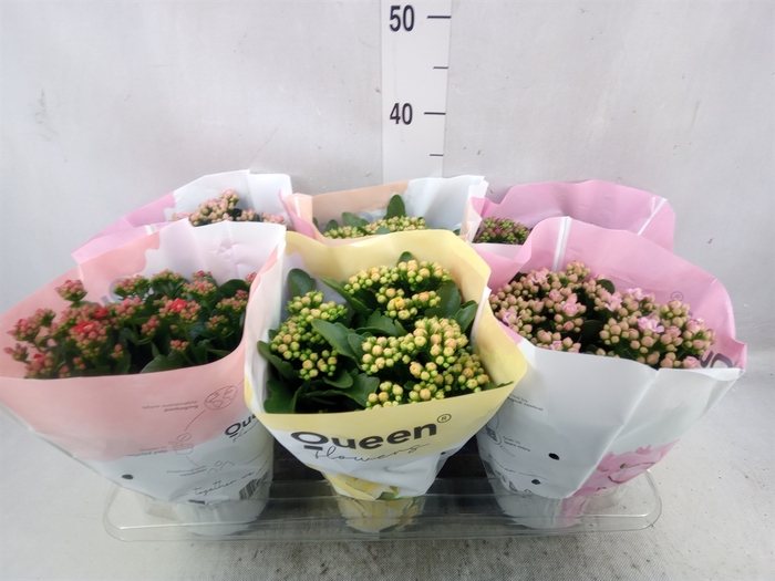 Kalanchoe blos.   ..rosebud mix GR