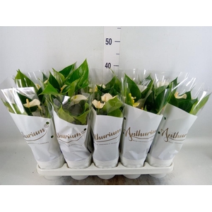 Anthurium andr. 'White Champion'
