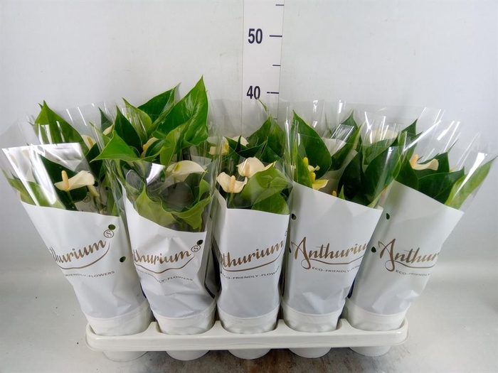 <h4>Anthurium andr. 'White Champion'</h4>