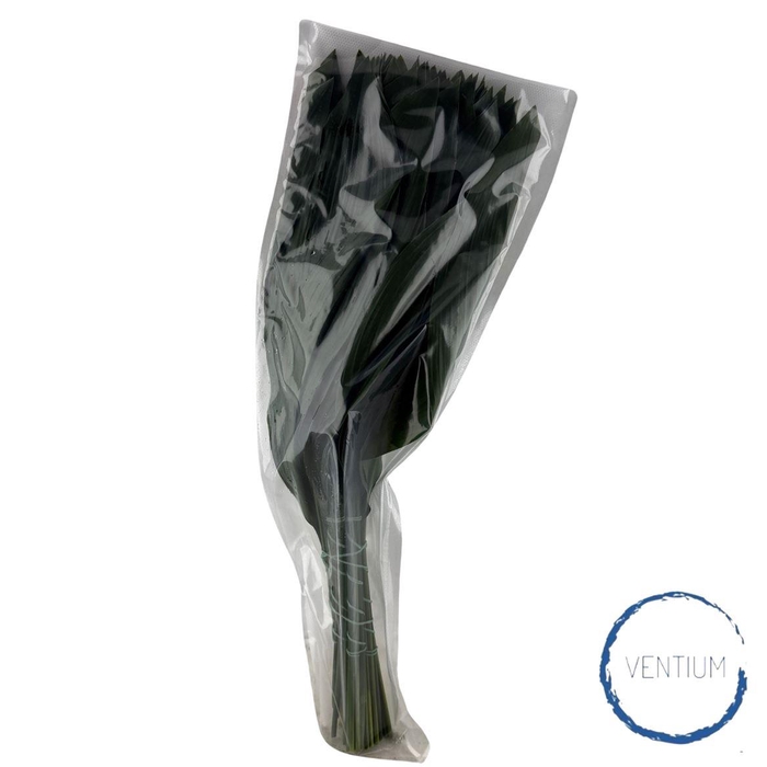 Aspidistra Superiore 60cm Vac.