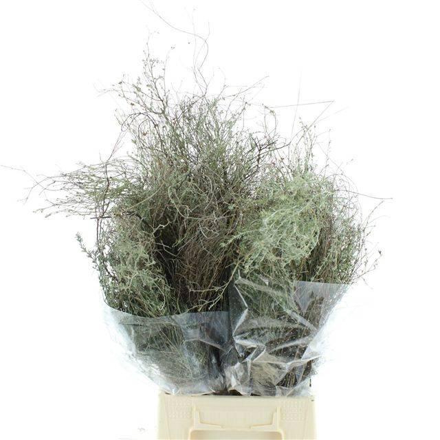 <h4>DECOGROEN OV BS</h4>