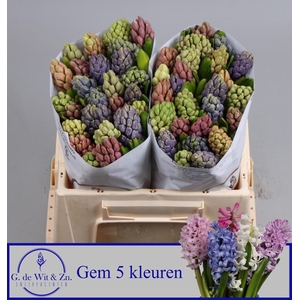 HYAC GEM 5 KLEUREN