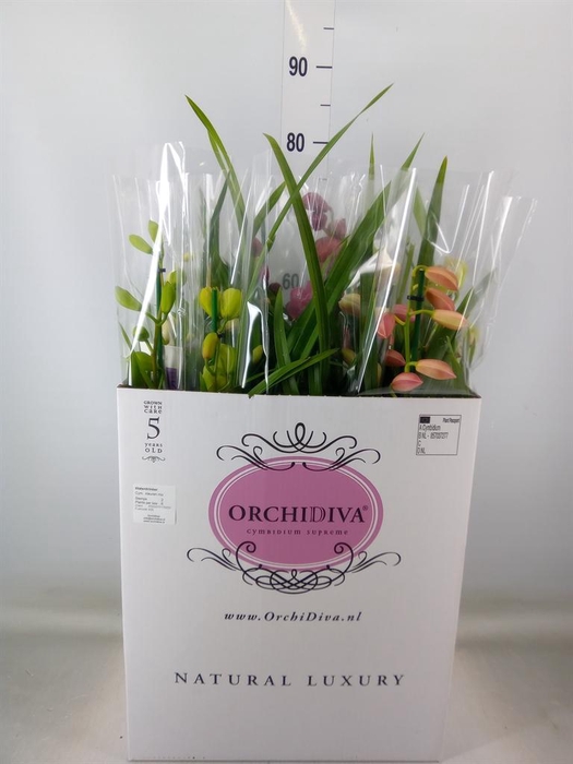 <h4>Cymbidium   ...mix</h4>