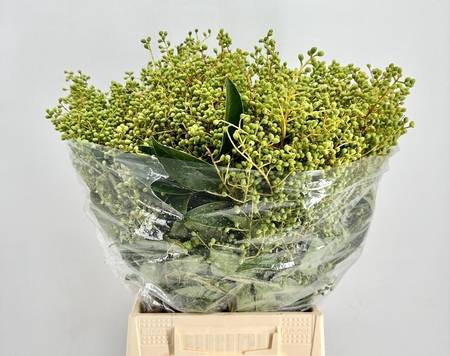 <h4>Ligustrum Green Berries</h4>