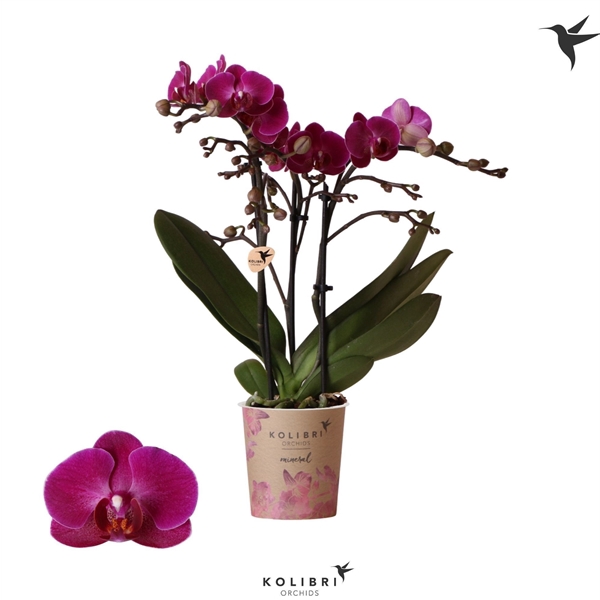 <h4>Kolibri Phal 3-Tak Moreila</h4>