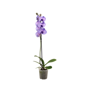 Phal I Am Purple Heart 1T9+ (24 uur levertijd)