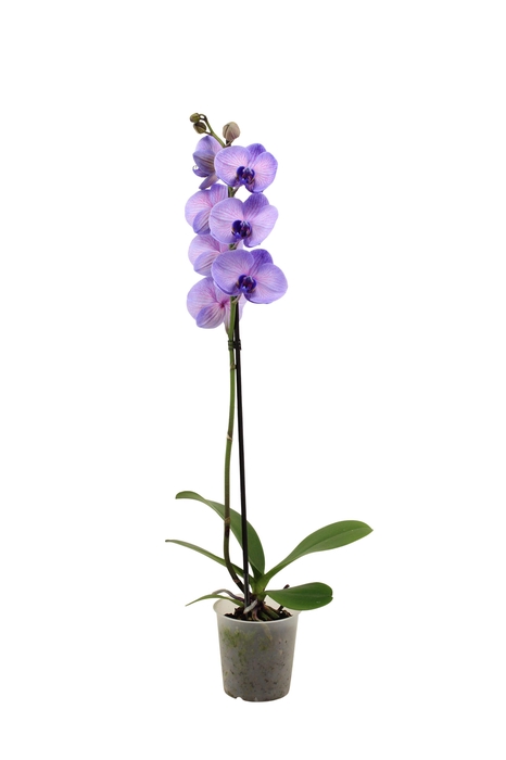 <h4>Phal I Am Purple Heart 1T9+ (24 uur levertijd)</h4>