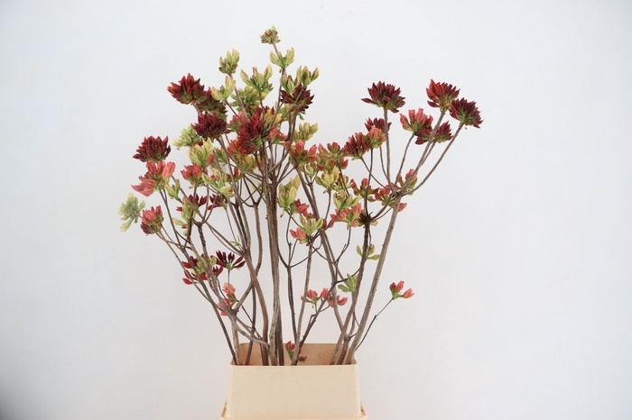 <h4>RHODO. MIXED 120CM</h4>