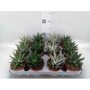 Haworthia   ...mix