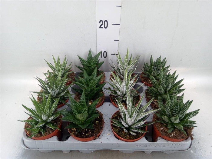 <h4>Haworthia   ...mix</h4>